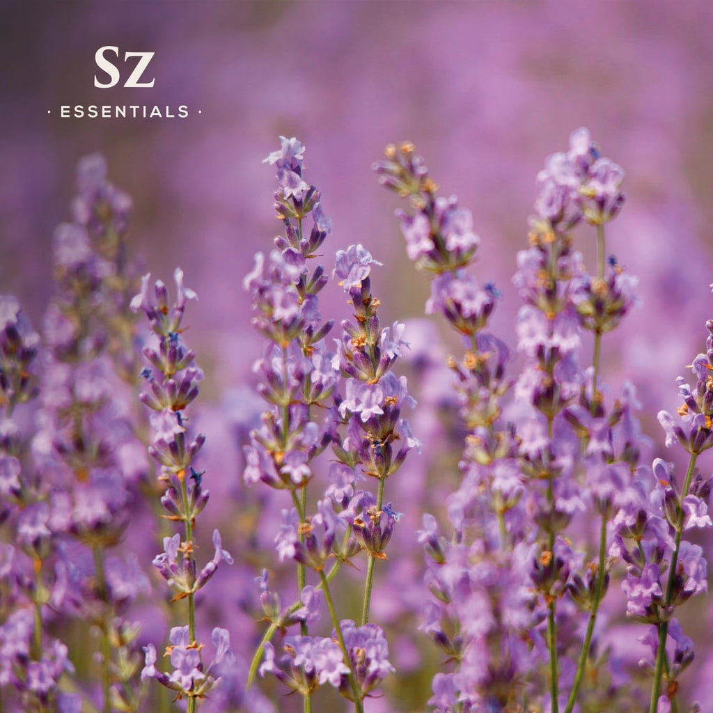 Sz Essentials Kashmir Lavender Essential Oil – 100% Pure & Undiluted (0.22 fl oz / 6.5 mL)