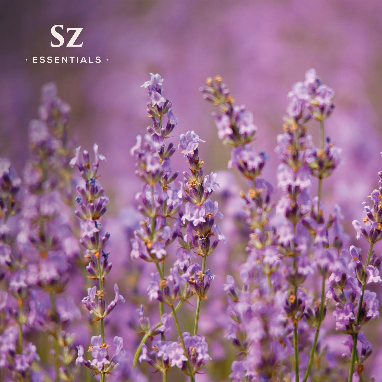 Sz Essentials Kashmir Lavender Essential Oil – 100% Pure & Undiluted (0.22 fl oz / 6.5 mL)