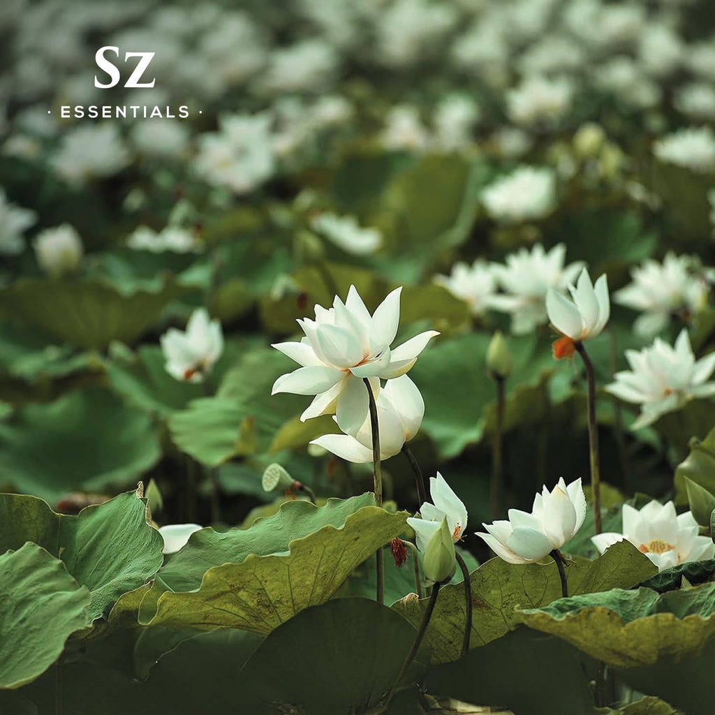 Sz Essentials White Lotus Essential Oil – 100% Pure, Therapeutic Grade, Vegan, 5ml