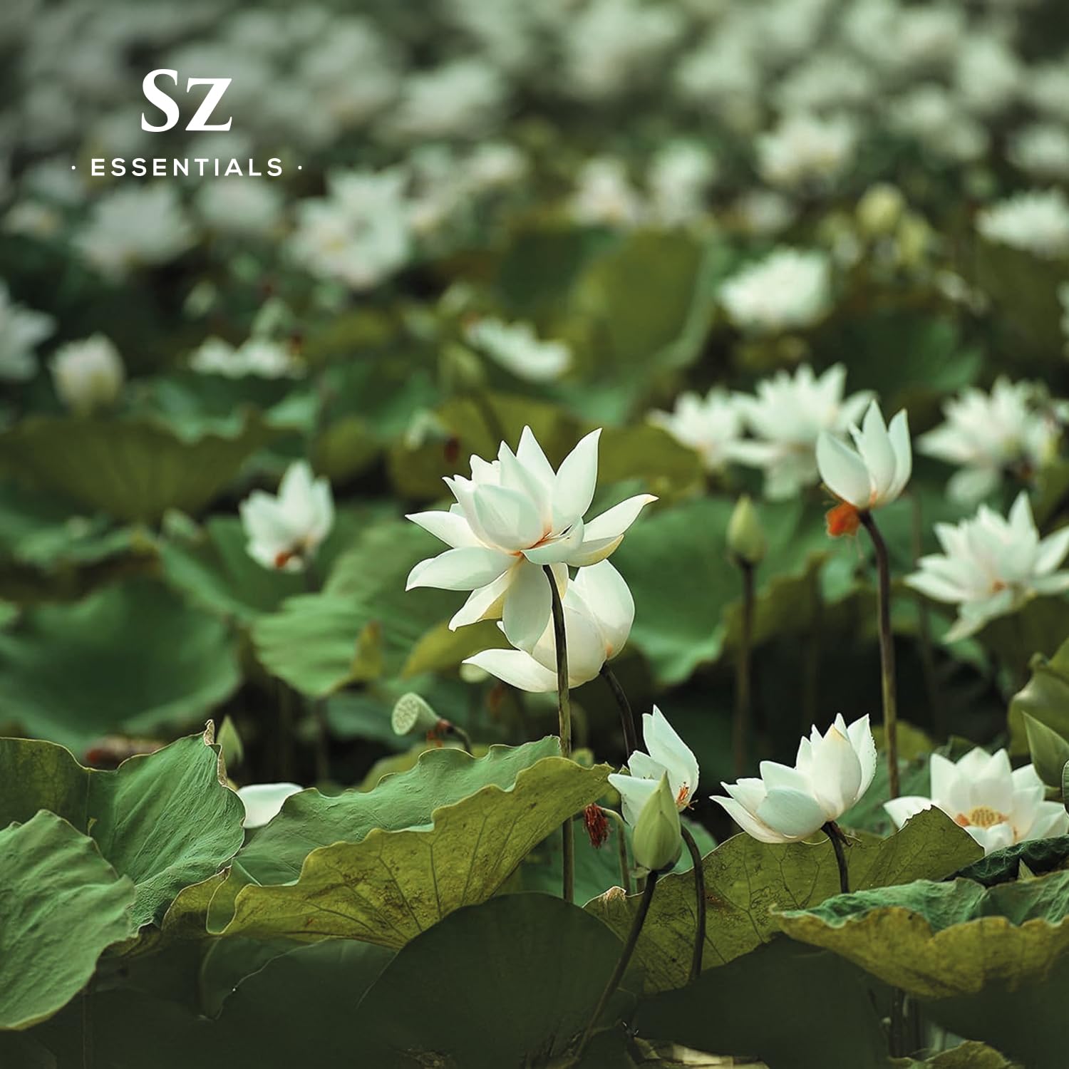 Sz Essentials White Lotus Essential Oil – 100% Pure, Therapeutic Grade, Vegan, 5ml