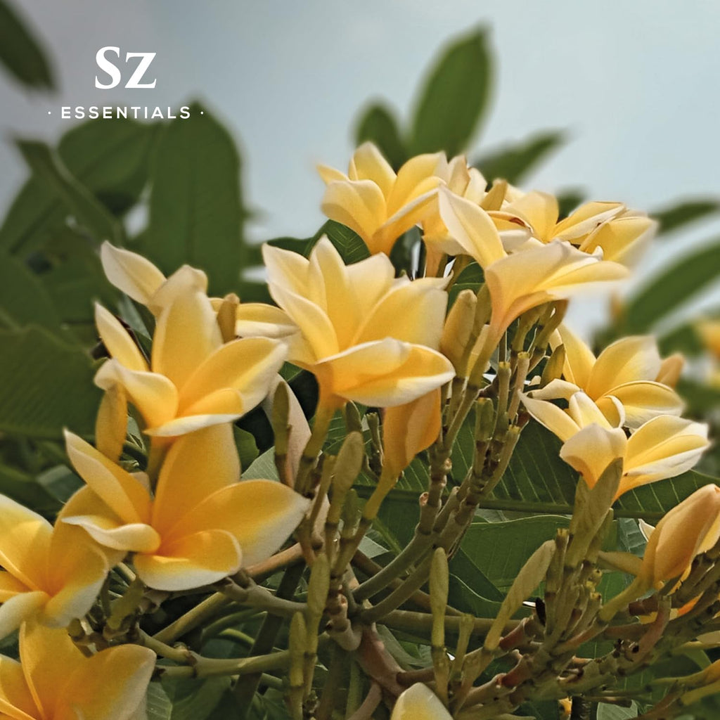 SZ Essentials Ylang Ylang Essential Oil – 0.17oz, 100% Pure & Undiluted