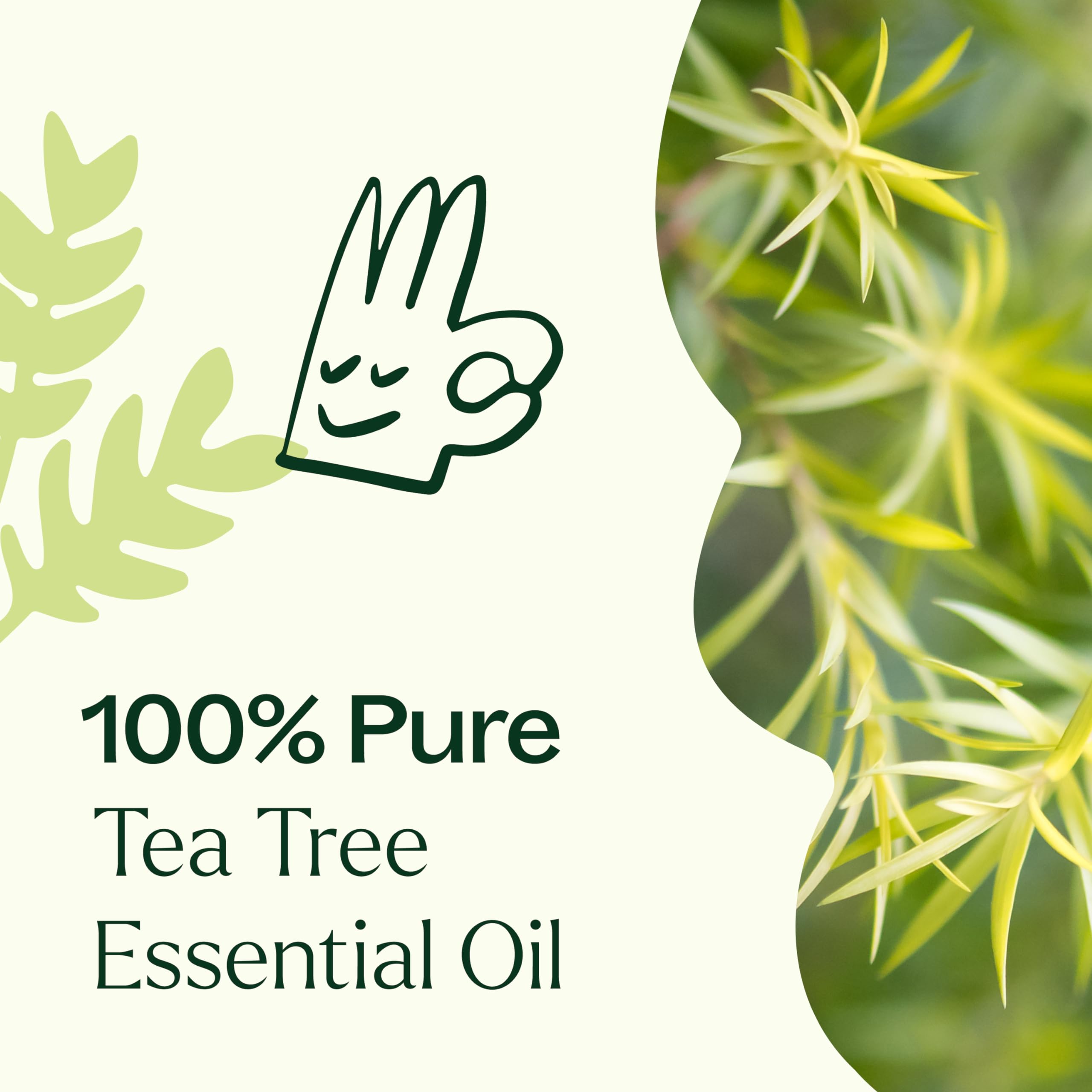 Plant Therapy Tea Tree Essential Oil 30 mL – 100% Pure & Therapeutic Grade