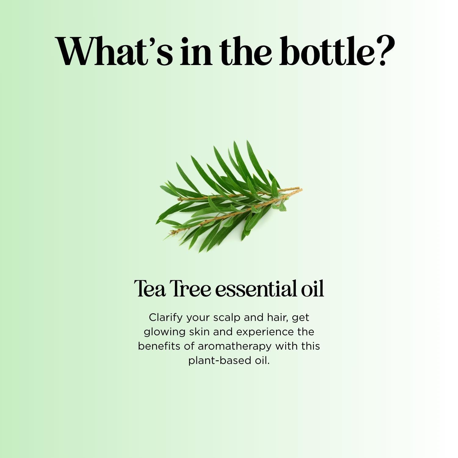 Pure Tea Tree Oil for Hair, Skin & Nails – 100% Pure, Undiluted (1 Fl Oz)