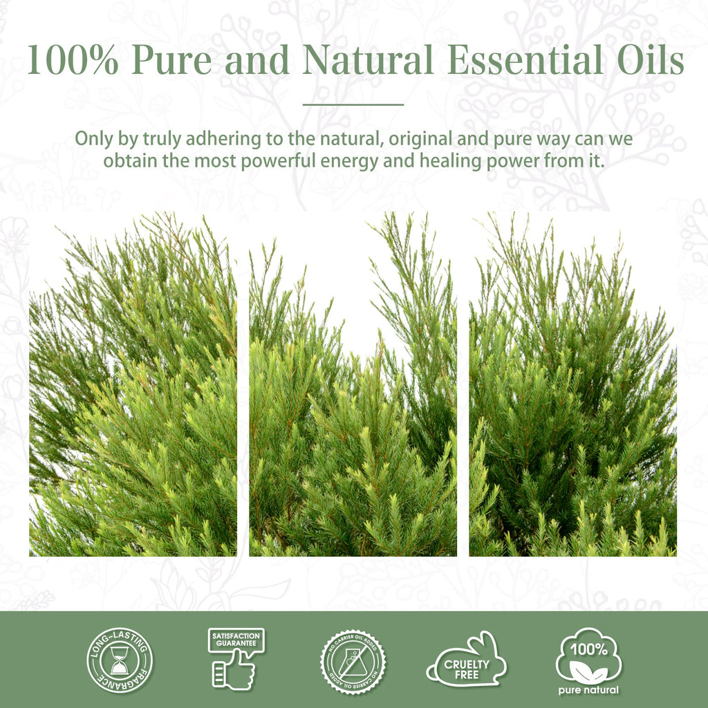 Tea Tree Essential Oil 100ml | PHATOIL Pure Aromatherapy for Diffuser, Humidifier & DIY Projects