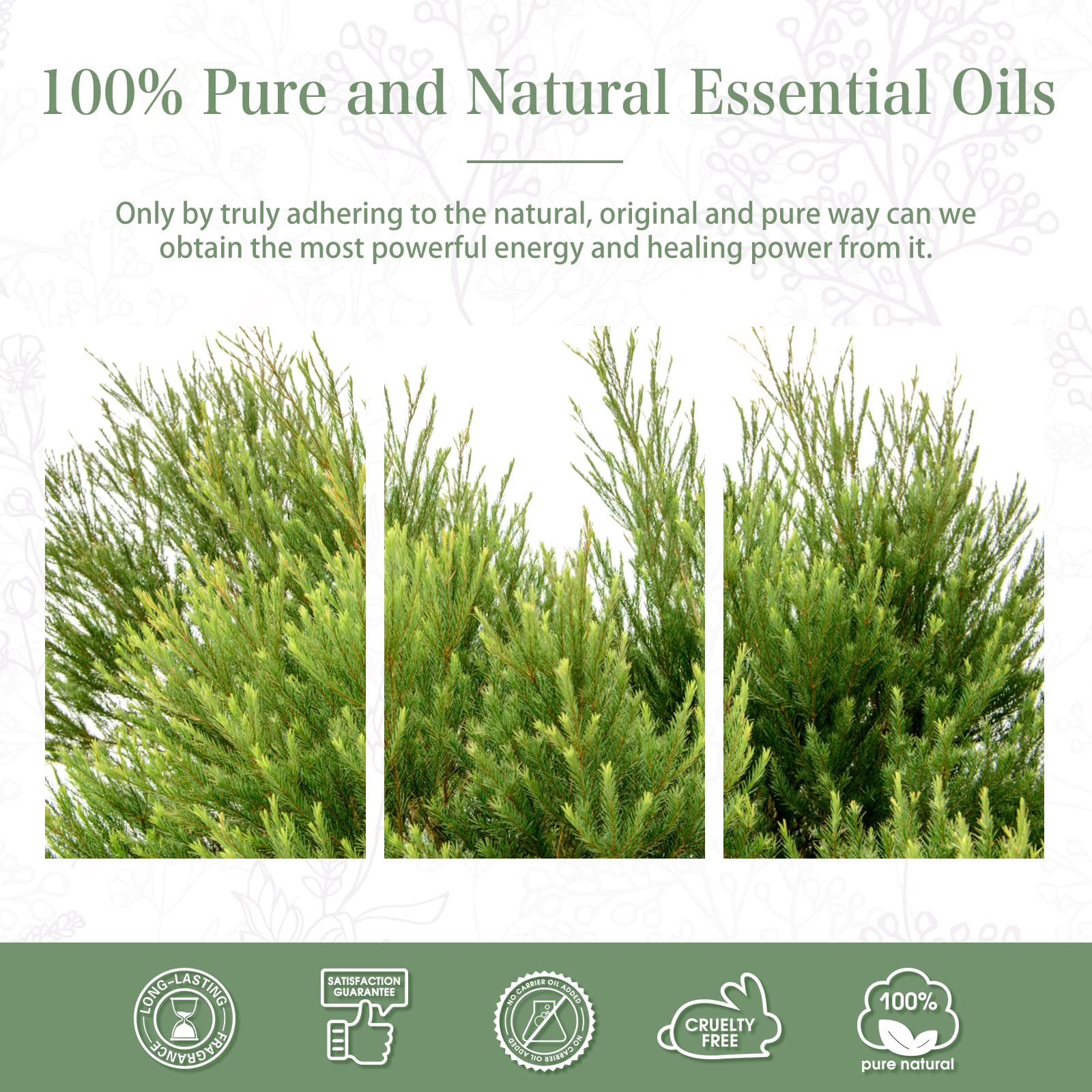 Tea Tree Essential Oil 100ml | PHATOIL Pure Aromatherapy for Diffuser, Humidifier & DIY Projects
