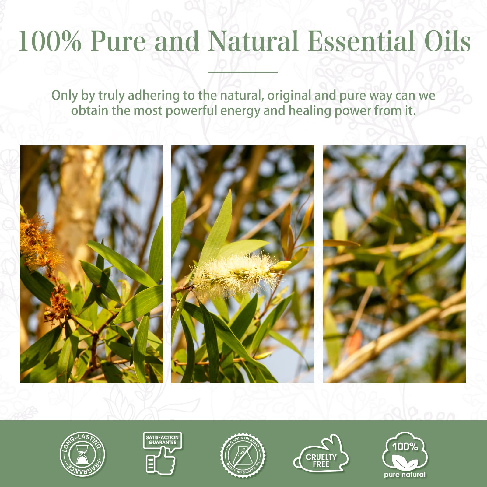 Australian Tea Tree Essential Oil 30ml | PHATOIL Pure Aromatherapy