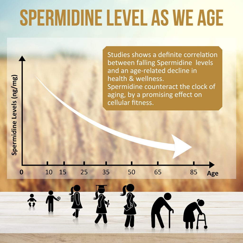 Thalacy Spermidine Wheat Germ Extract Capsules – 13 mg Spermidine, 1300 mg Formula, Zinc
