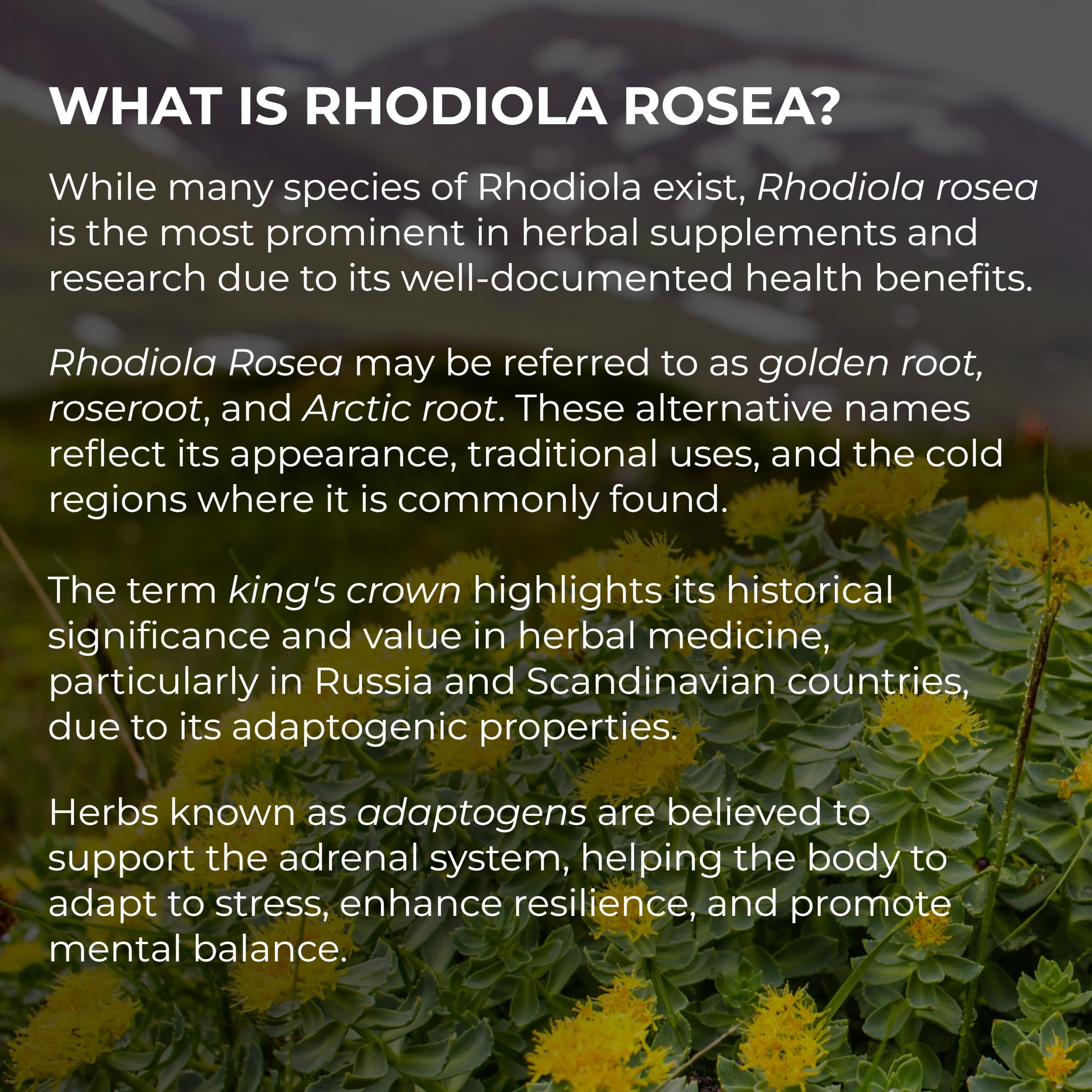 Ultimate Rhodiola® Alaska Grown, Alcohol Free, Certified Organic Rhodiola rosea Tincture, CO2 extracted, Reduce Stress, Improve Energy and Mood, Adaptogen, Nootropic, 3rd Party Tested
