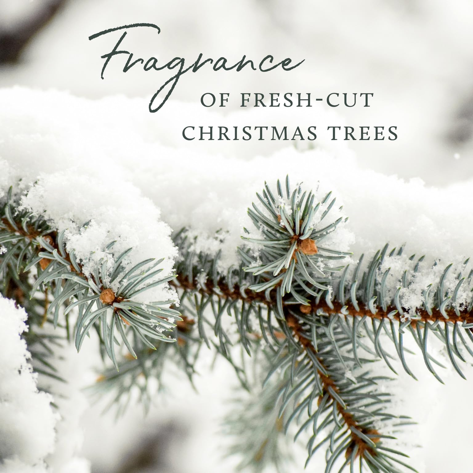 Thymes Frasier Fir Candles - Silver Pine Needle Luminary, 20 oz | Statement Collection