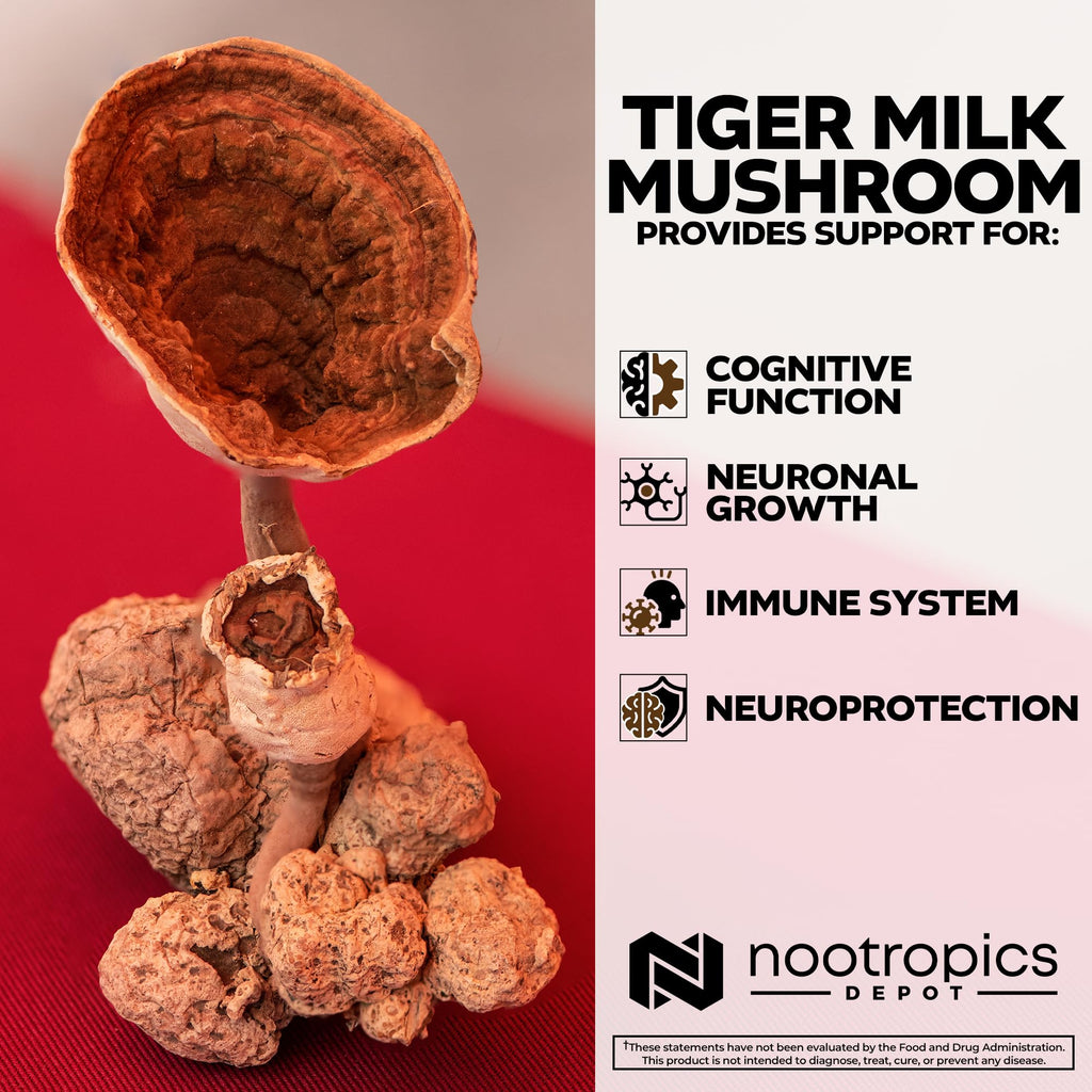 Nootropics Depot Tiger Milk Mushroom Capsules | 300mg | 180 Count | Lignosus rhinocerus Sclerotium | Cognition, Histamine, & Respiratory Support