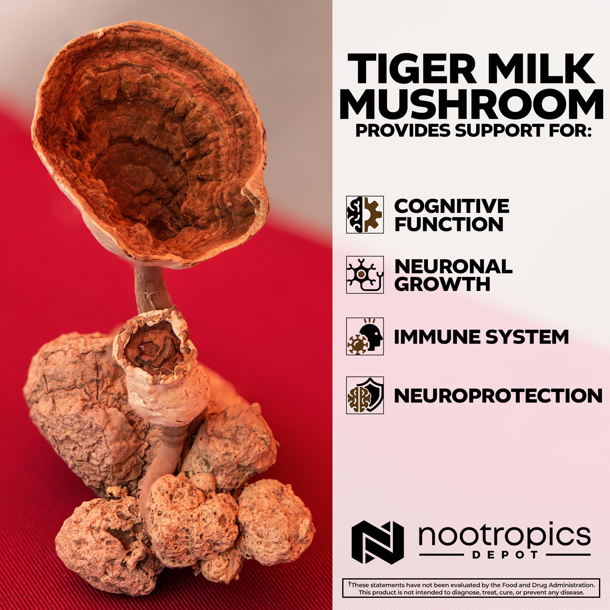 Nootropics Depot Tiger Milk Mushroom Capsules | 300mg | 180 Count | Lignosus rhinocerus Sclerotium | Cognition, Histamine, & Respiratory Support