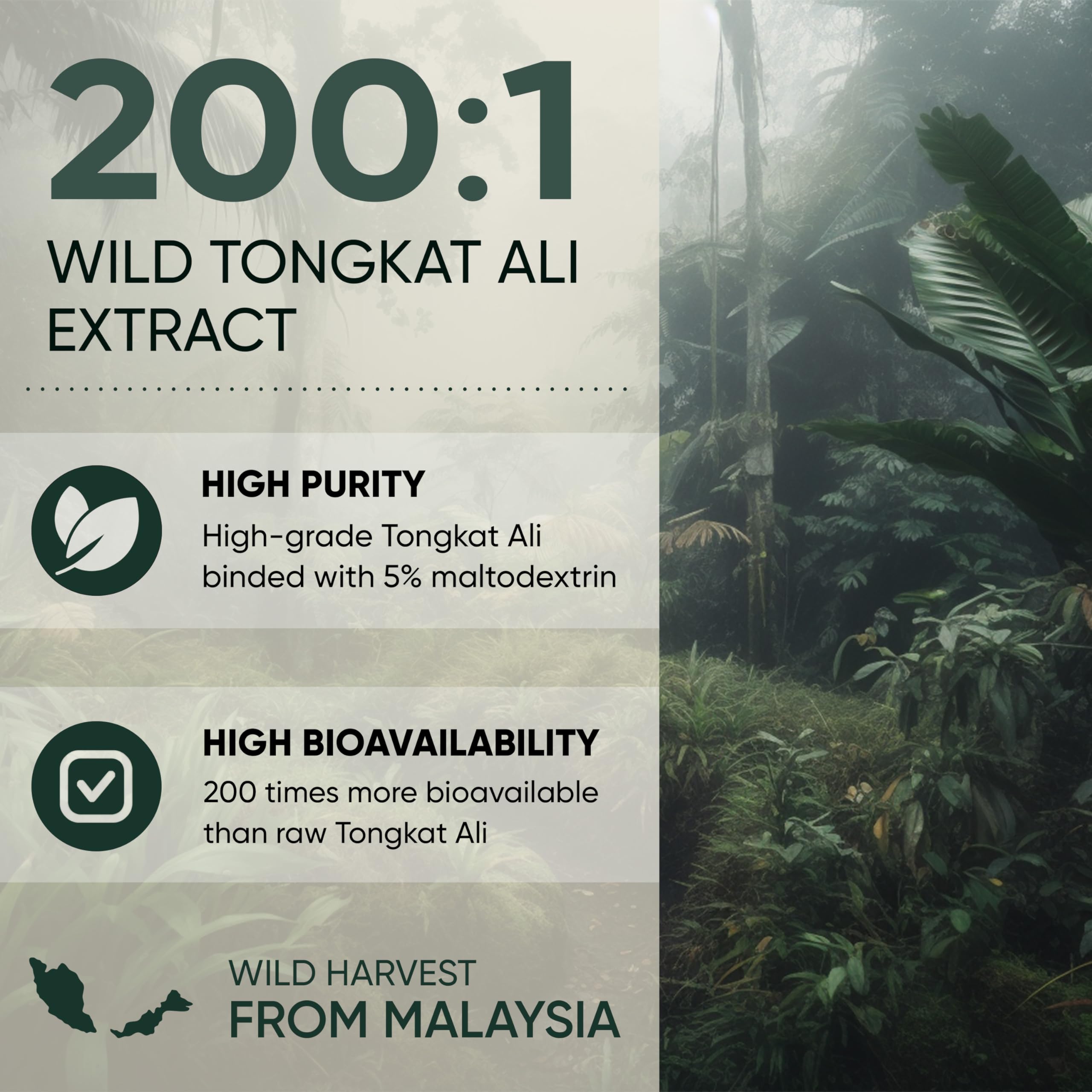 Tongkat Ali Powder 200:1 Extract – Jungle Powders 5 oz