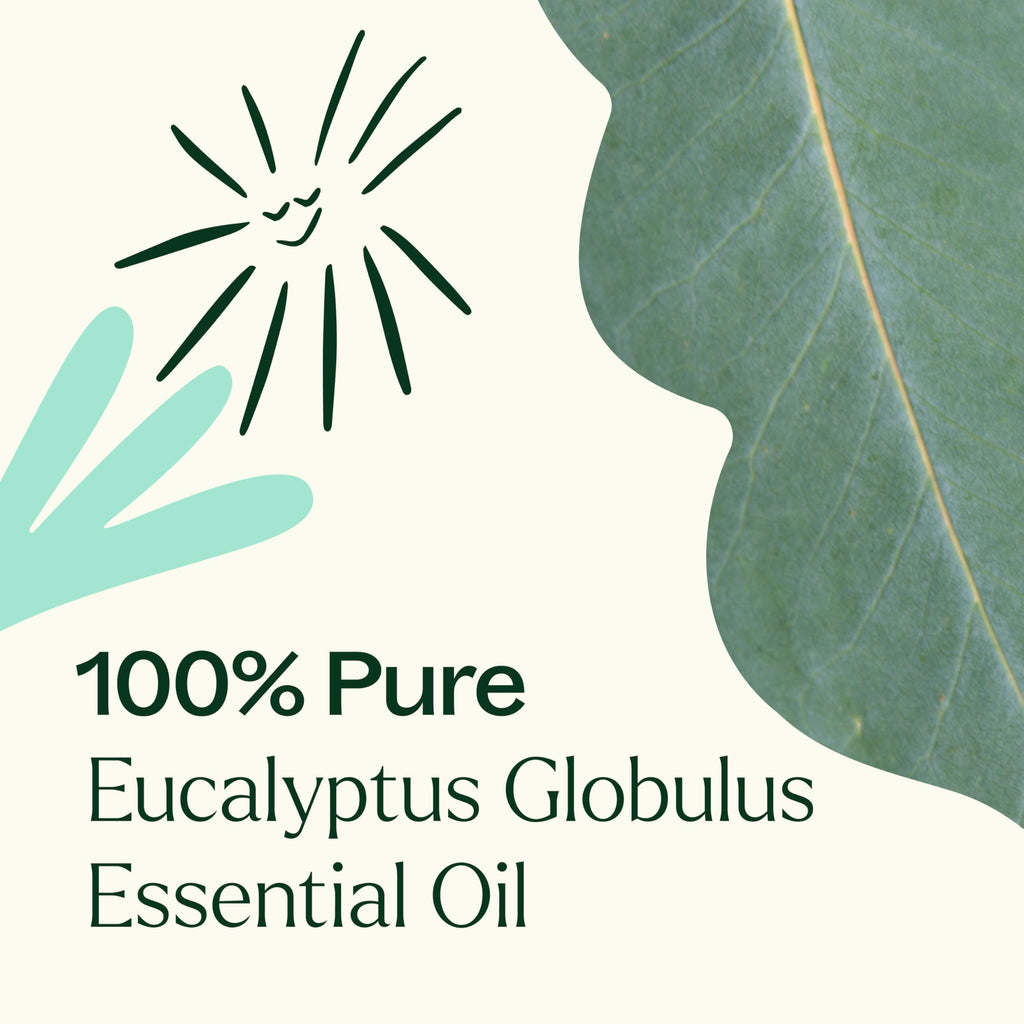 Plant Therapy Eucalyptus Globulus Essential Oil 100 mL (3.3 oz) | Pure & Therapeutic