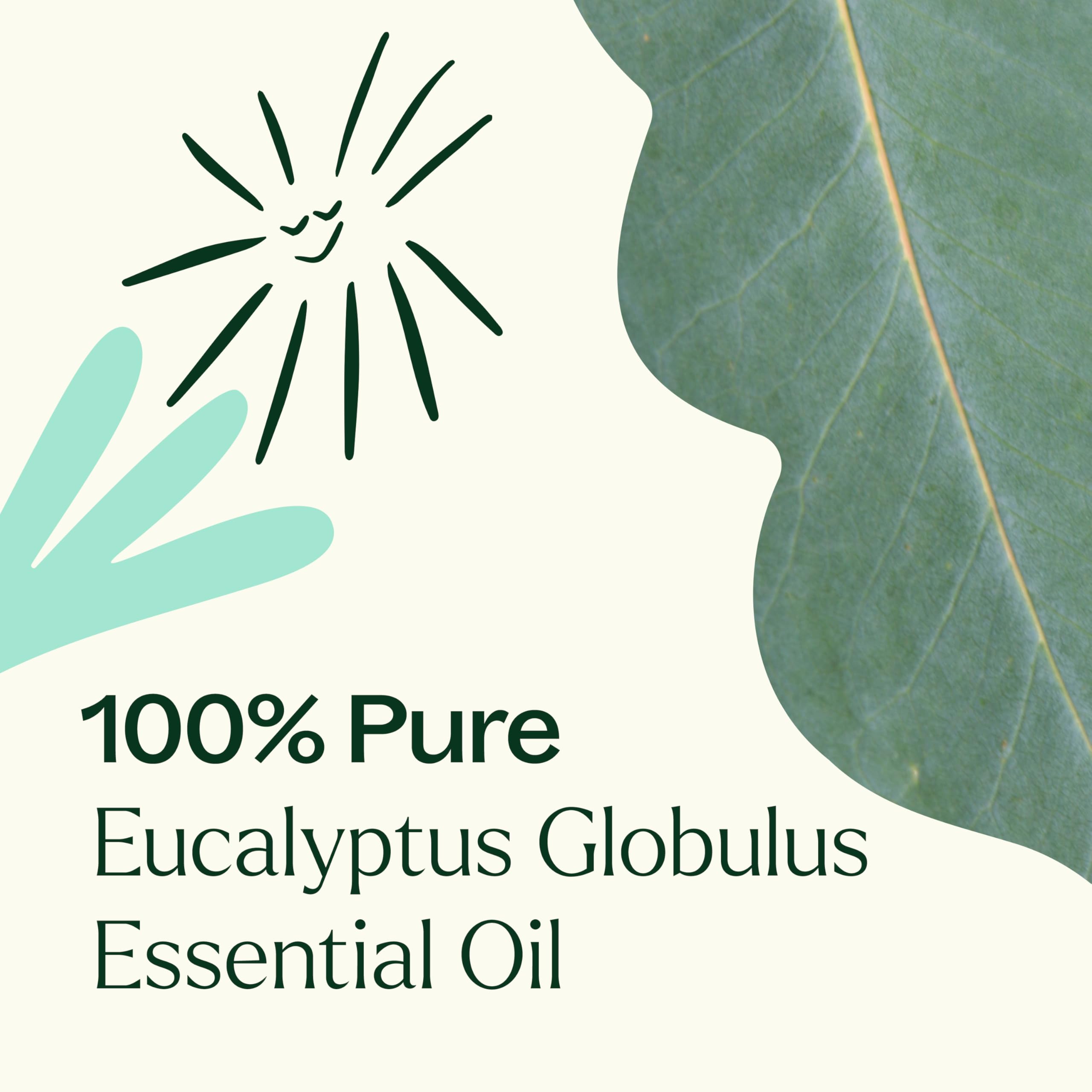 Plant Therapy Eucalyptus Globulus Essential Oil 100 mL (3.3 oz) | Pure & Therapeutic