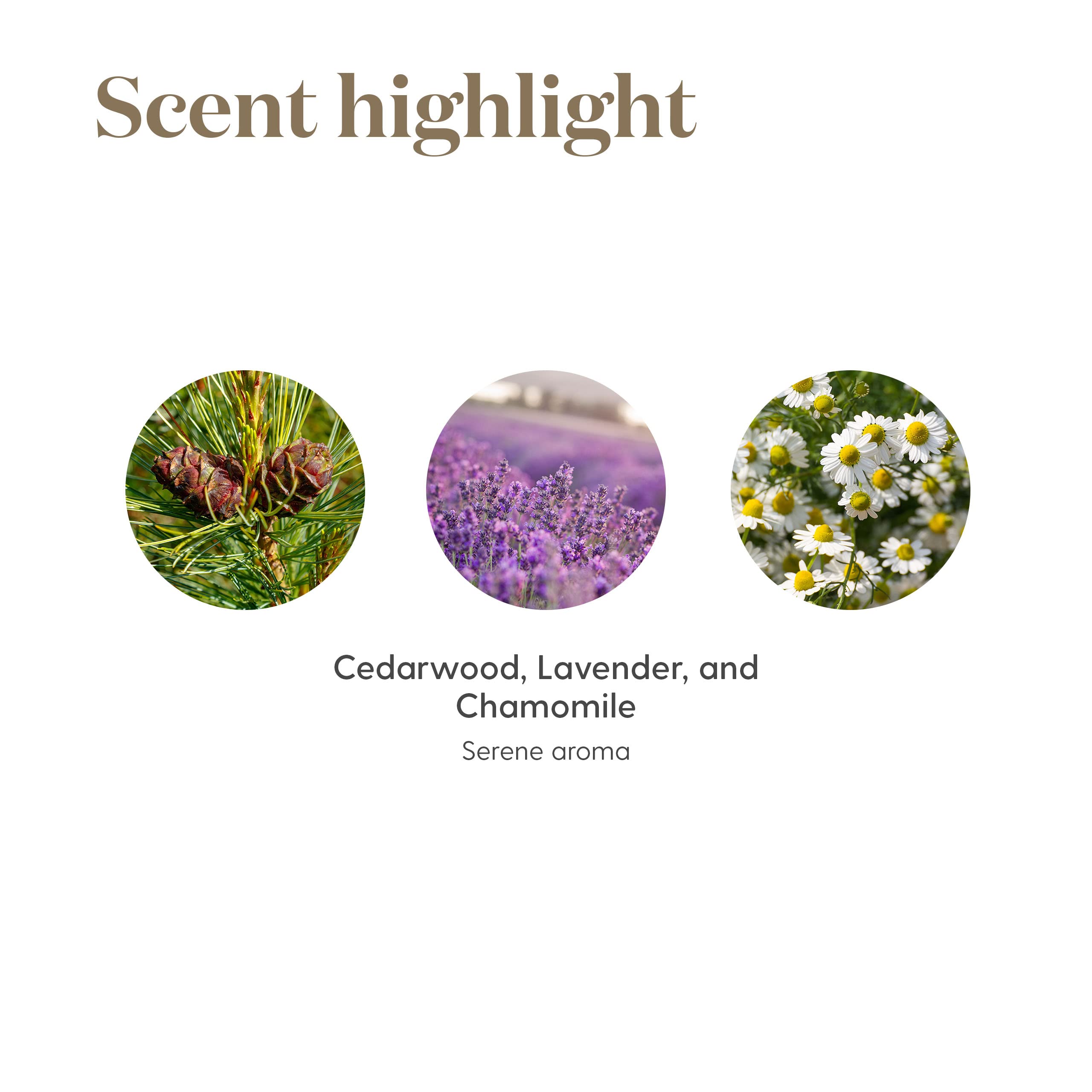 Tranquil Essential Oil Roll-On 10 ml by Young Living | Relaxation & Focus