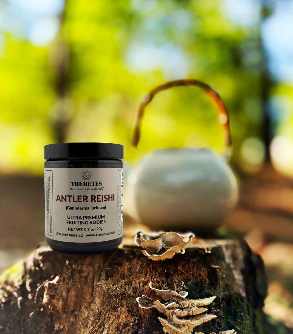 Tremetes Antler Reishi Mushroom – 37.8% Beta-Glucans | Tea Slices in Amber Jar