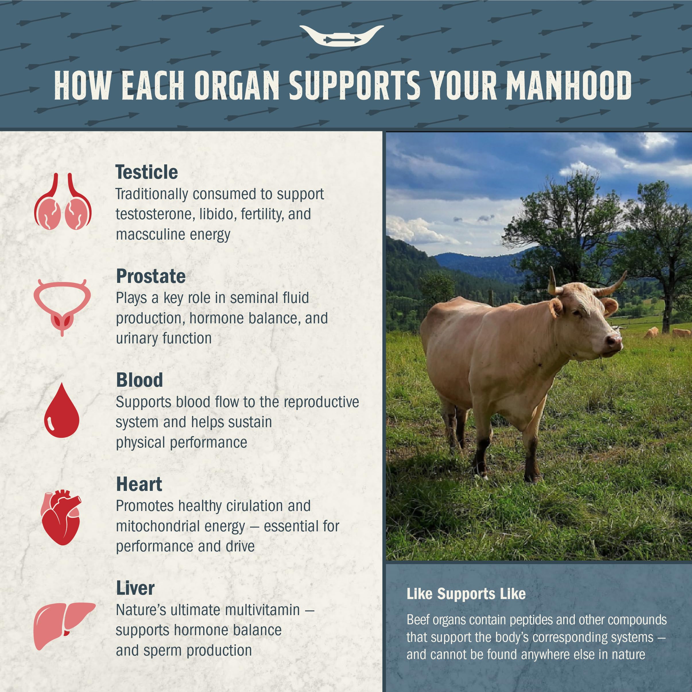 Grass-Fed Beef Organ Supplement for Men – Testicle, Prostate, Blood, Liver & Heart (3000mg)