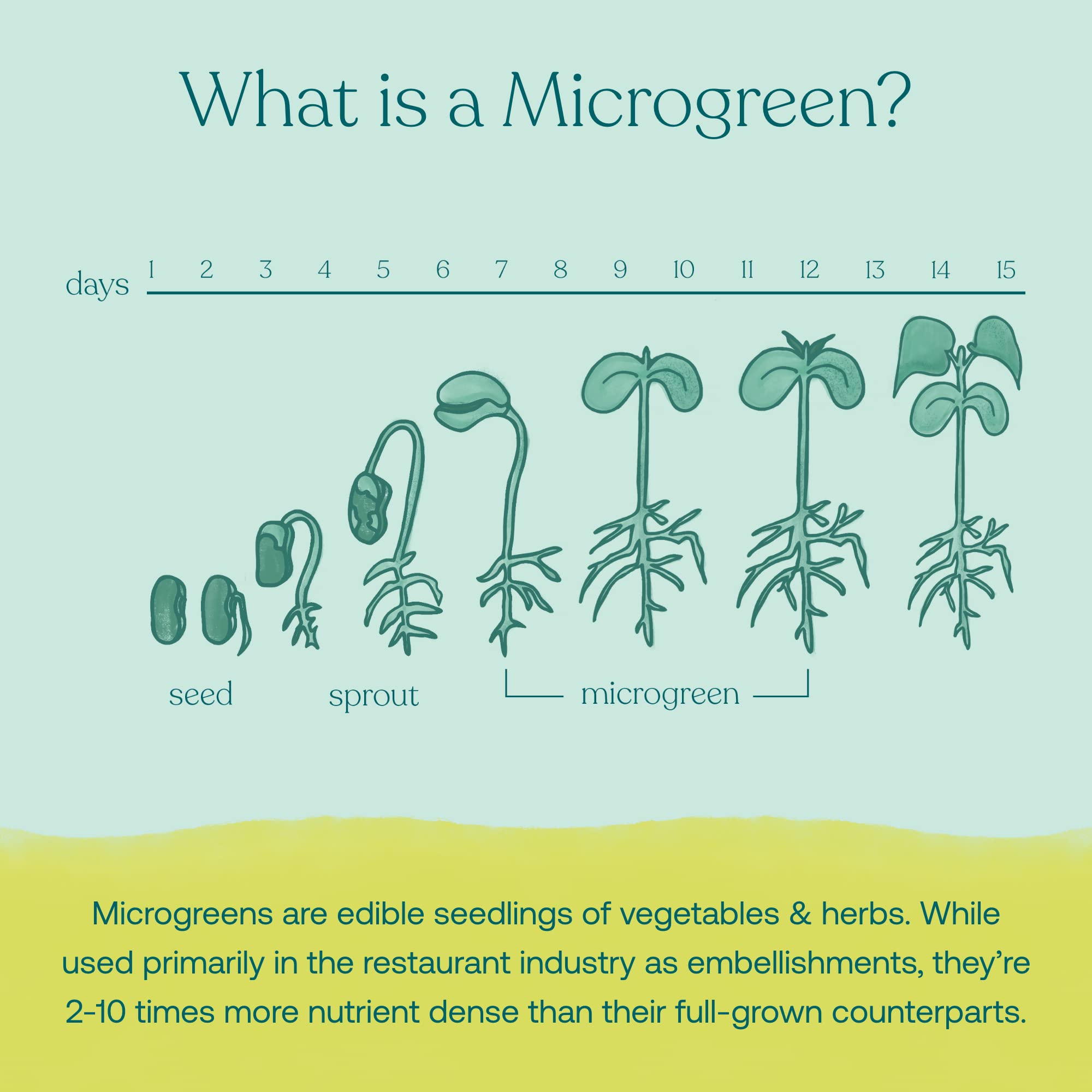 True Grace Broccoli Microgreens 0.4 oz – Immune Support, Vegan
