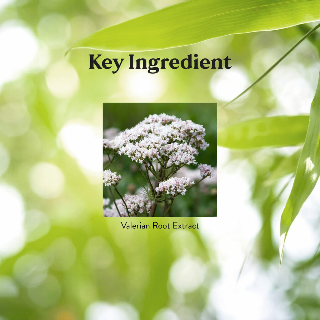 Nature's Sunshine Valerian Root Extract Time Release - 60 Capsules | Sleep & Relaxation