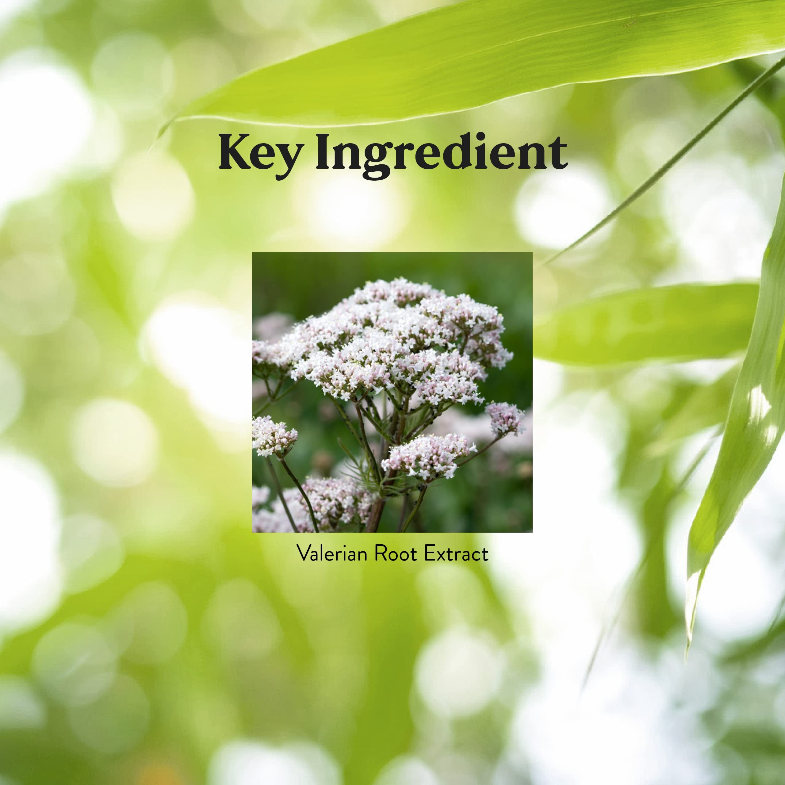 Nature's Sunshine Valerian Root Extract Time Release - 60 Capsules | Sleep & Relaxation