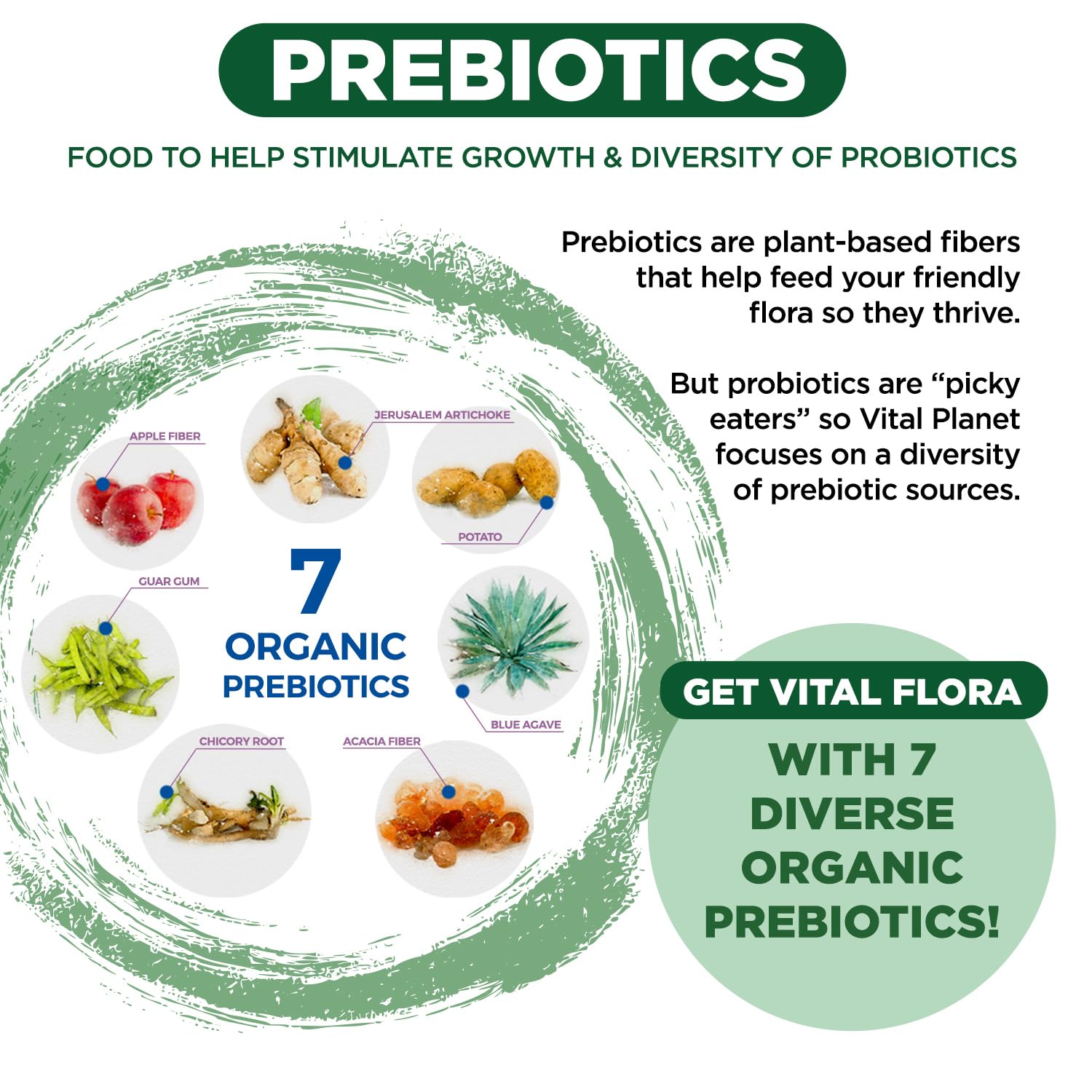Vital Flora 60B CFU Probiotic for Adults 55+ | Vital Planet Shelf-Stable