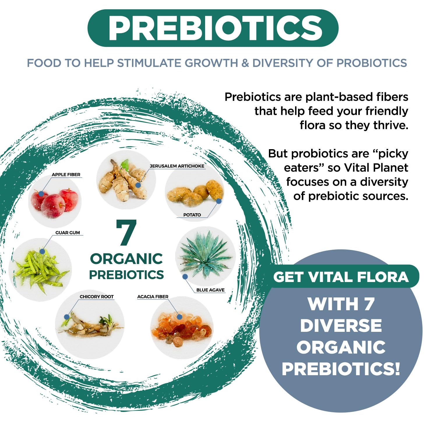 Vital Flora Men 55+ Daily Probiotic - 60B CFU, 60 Strains | Vital Planet