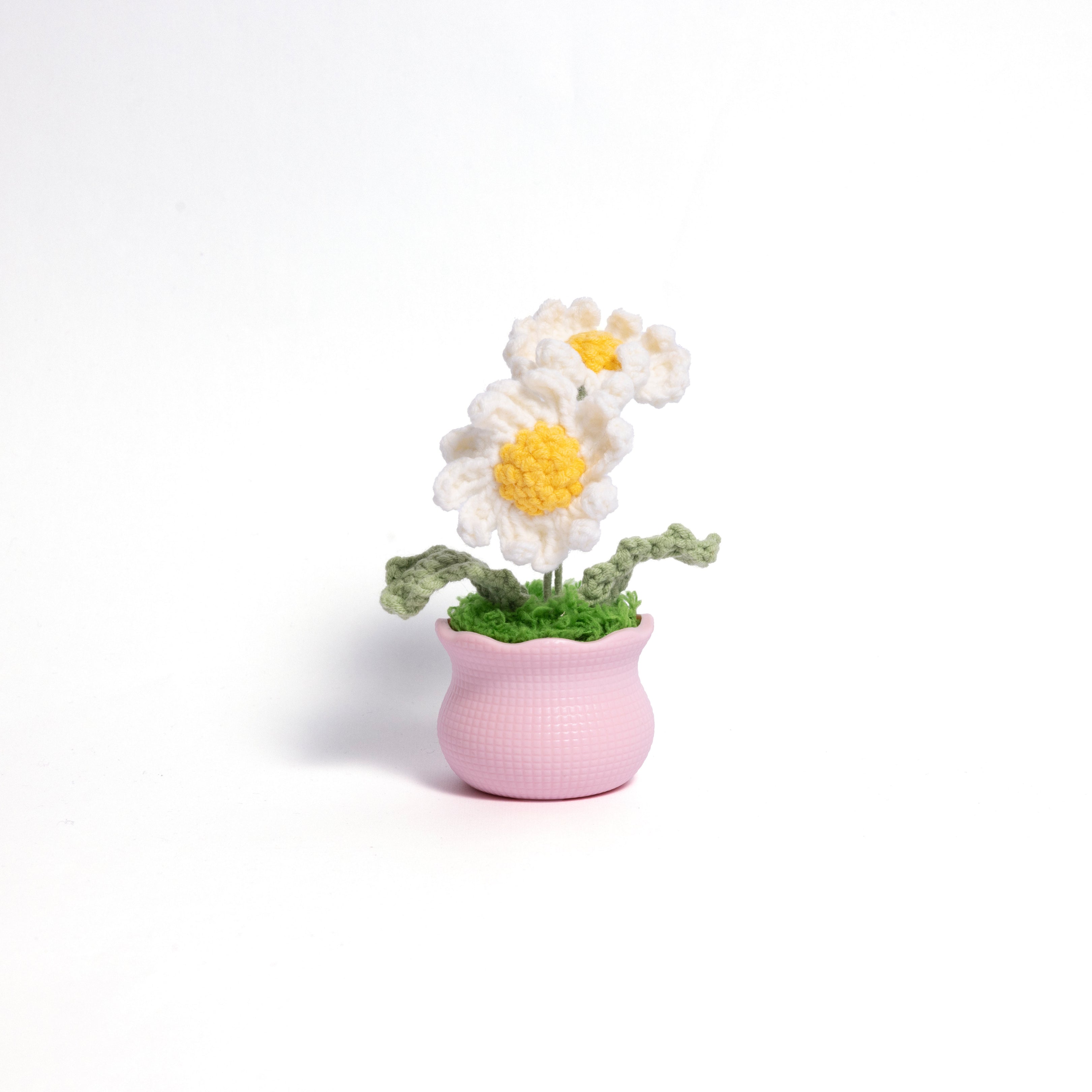 Daisy Pot Plant