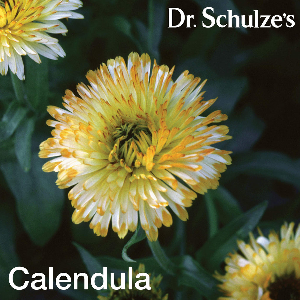 Dr. Schulze's Deep Tissue Oil – Herbal Support for Muscles, Tendons & Joints