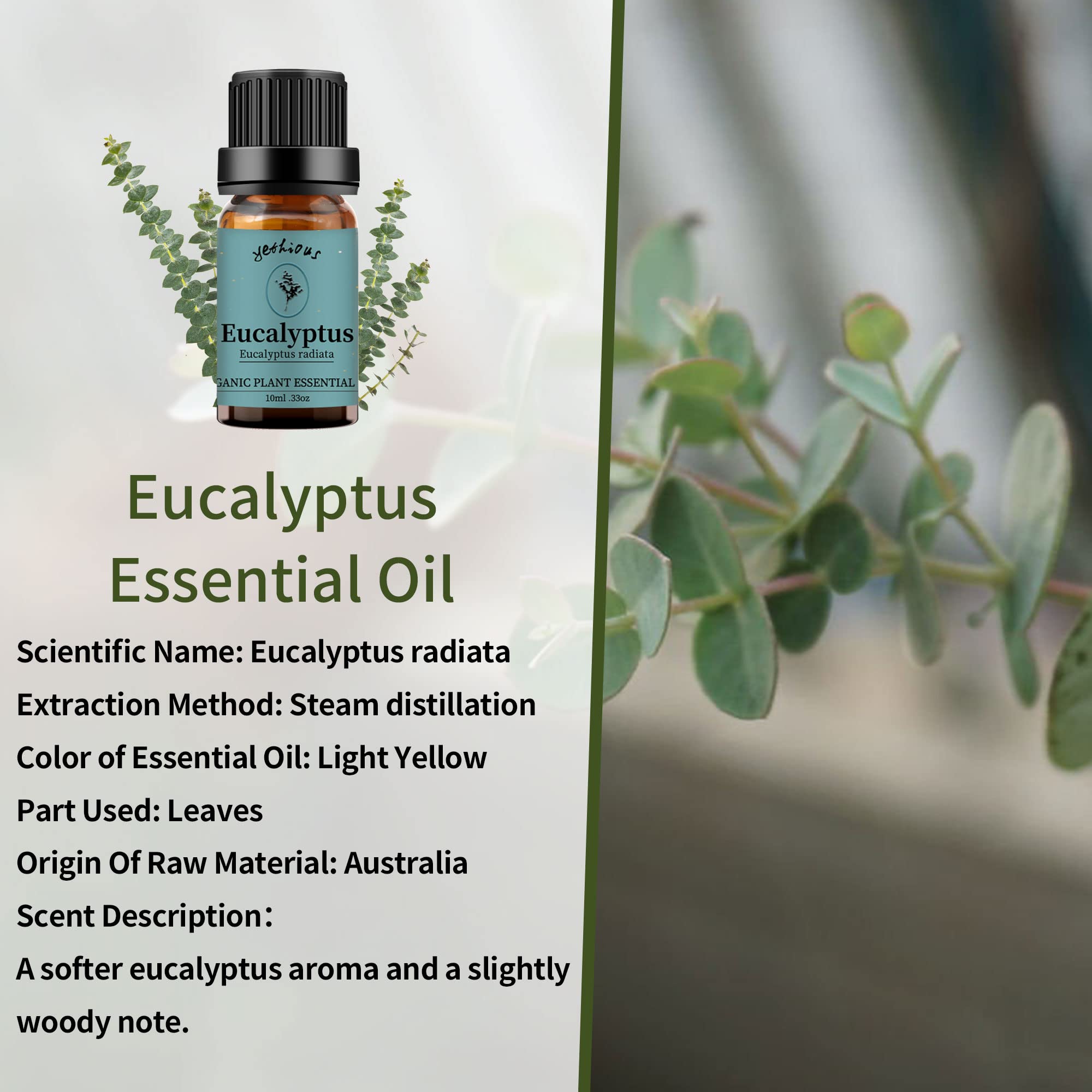 Yethious Eucalyptus Essential Oil 10ml – Diffuser & Aromatherapy