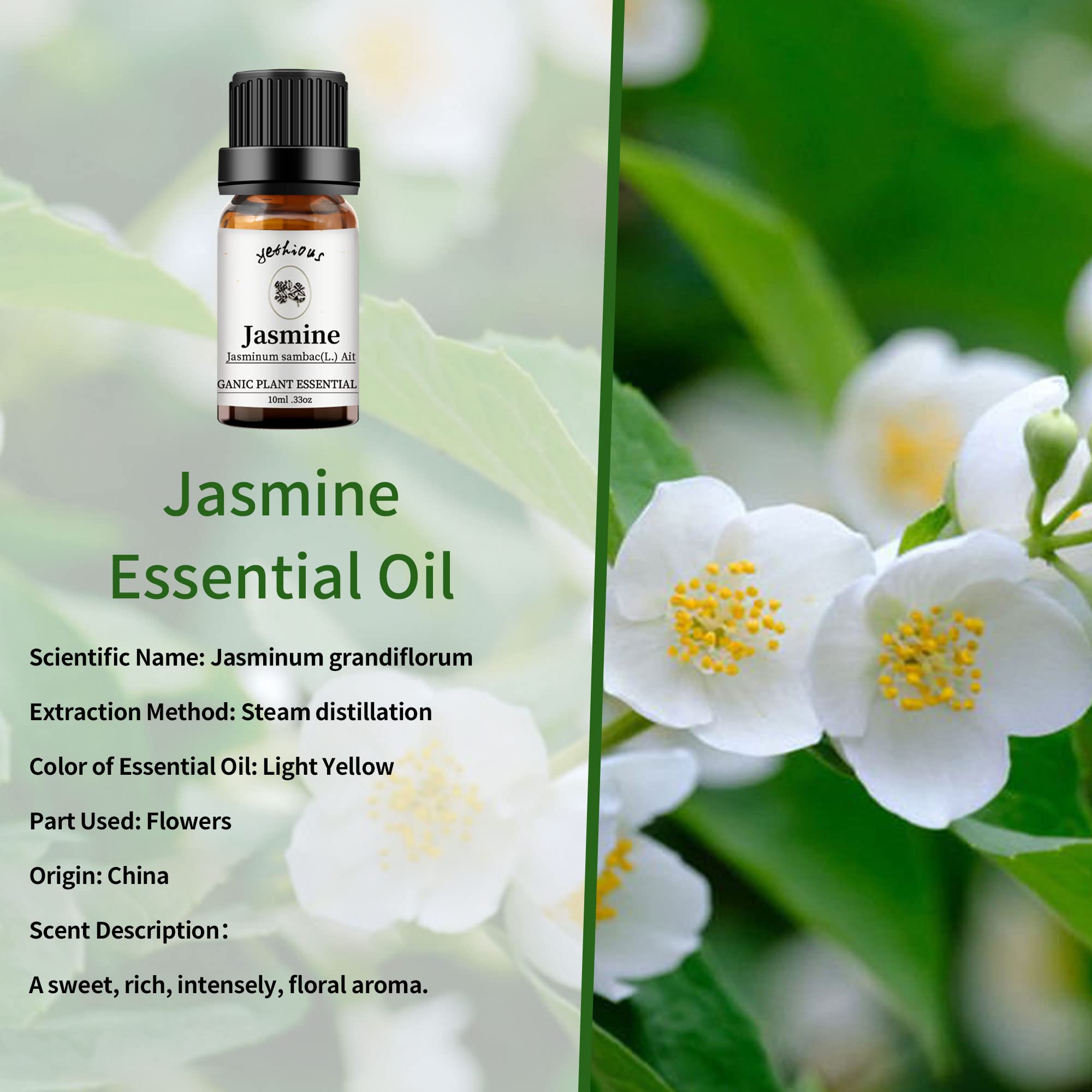 Yethious Jasmine & Lavender Essential Oil Set – Organic, Pure for Diffusers & Aromatherapy