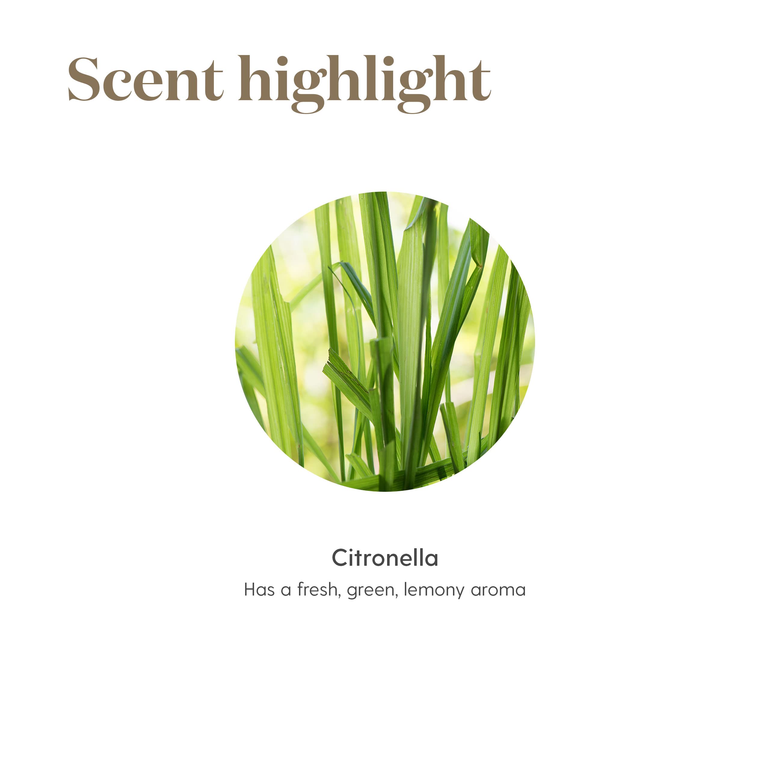 Young Living Citronella Essential Oil - Harness The Power of Nature to Create a More Invigorating Outdoor Environment - 15 ml