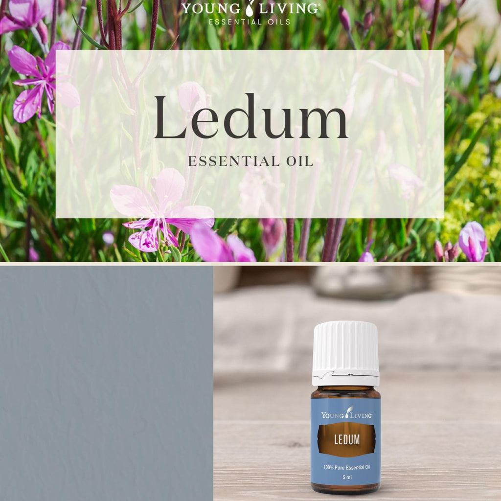 Young Living Ledum Premium Essential Oil 5ml – Meditation & Sacred Diffuser