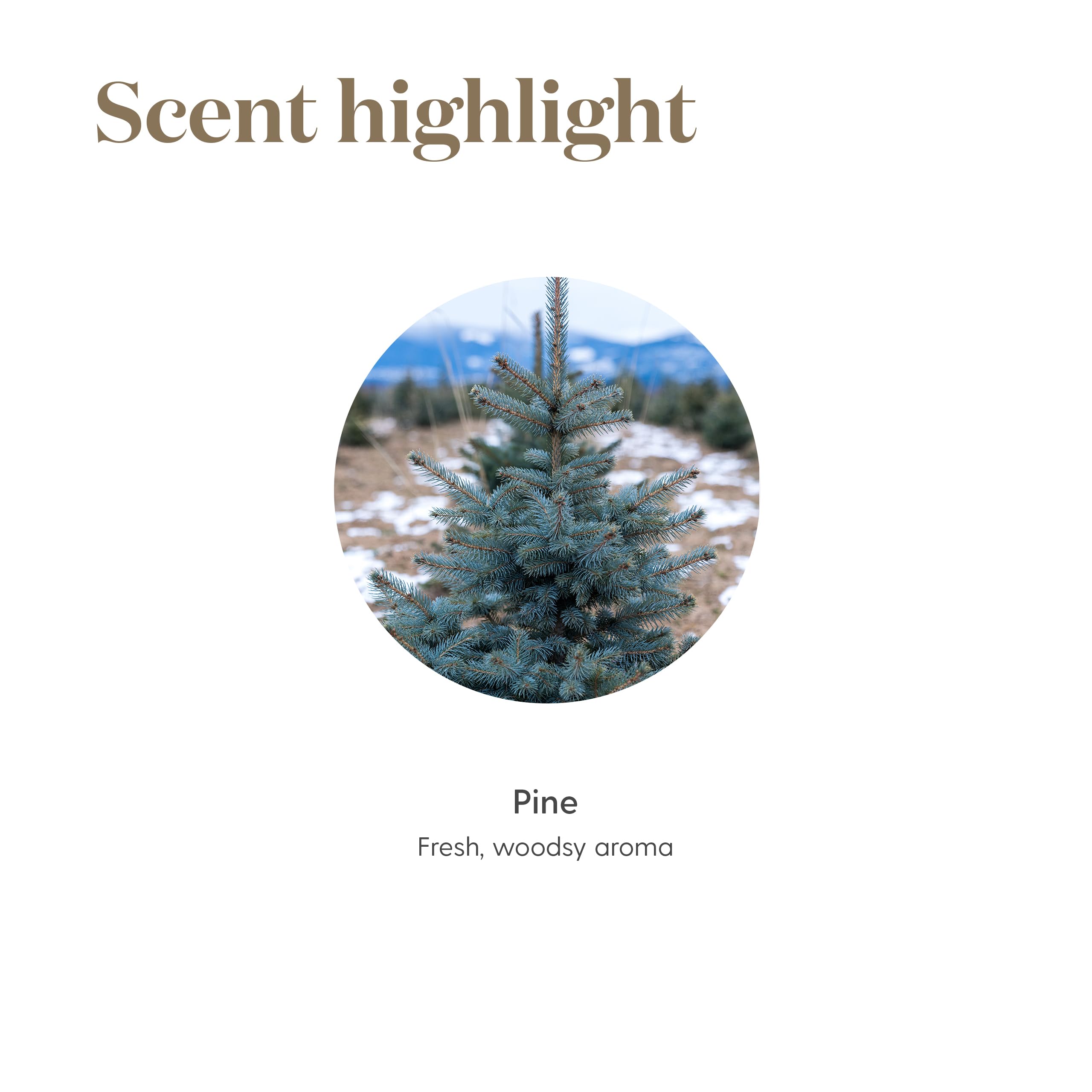 Young Living Pine Essential Oil 5ml – Pure Pine for Diffusers